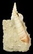 Beautiful Fossil Turritella Cluster - France #47971-1